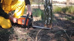 Reliable Richland, PA Tree Removal and Landscaping Services Solutions